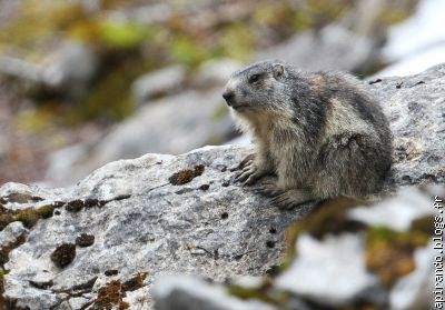 Marmotte (crédit P.Vigneron)