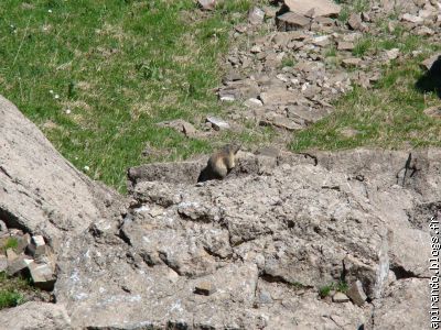Marmotte au soleil, juste en aval du chemin