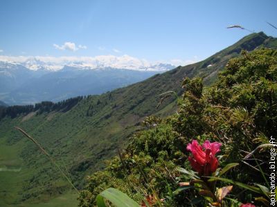 Premier Rhododendron en fleur, en arrière plan le Mont Blanc